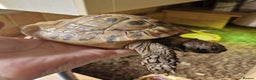 Tortoise reptiles for sale: Hermans - Advert 5