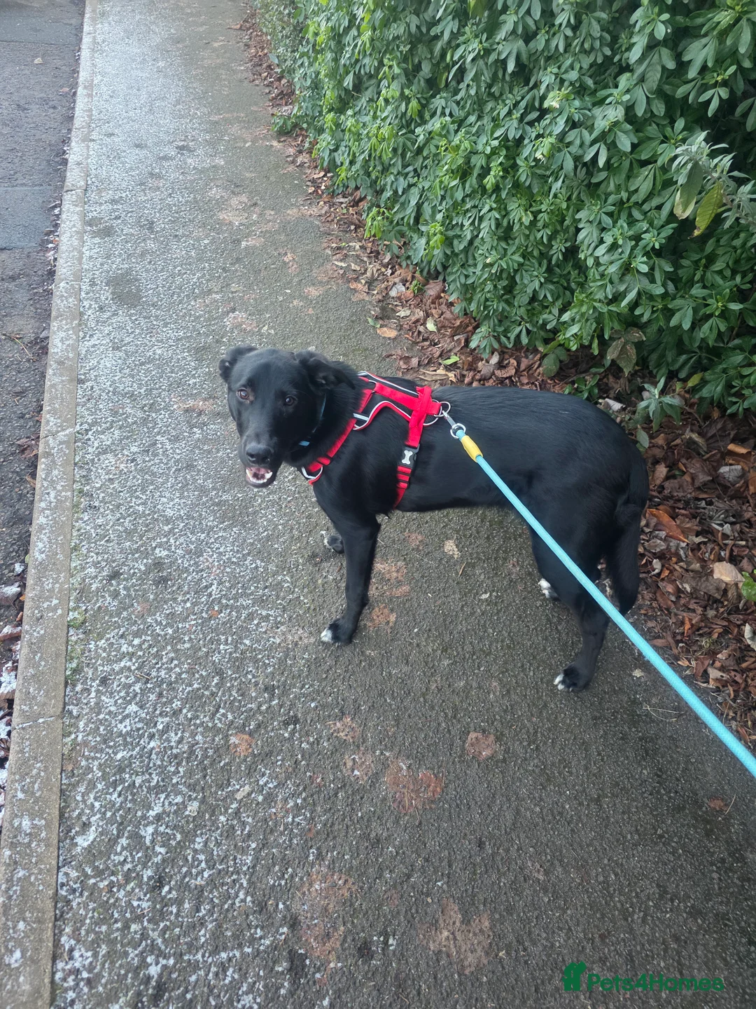 Mixed Breed dogs for sale: 8 month of male border collie.  - Advert 2