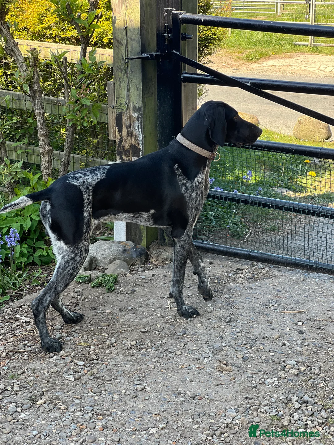 German Shorthaired Pointer dogs for stud: KC Reg German Shorthair Pointer for Stud in Bridlington - Advert 4