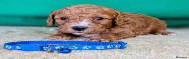 Blue collar boy ID 6582
