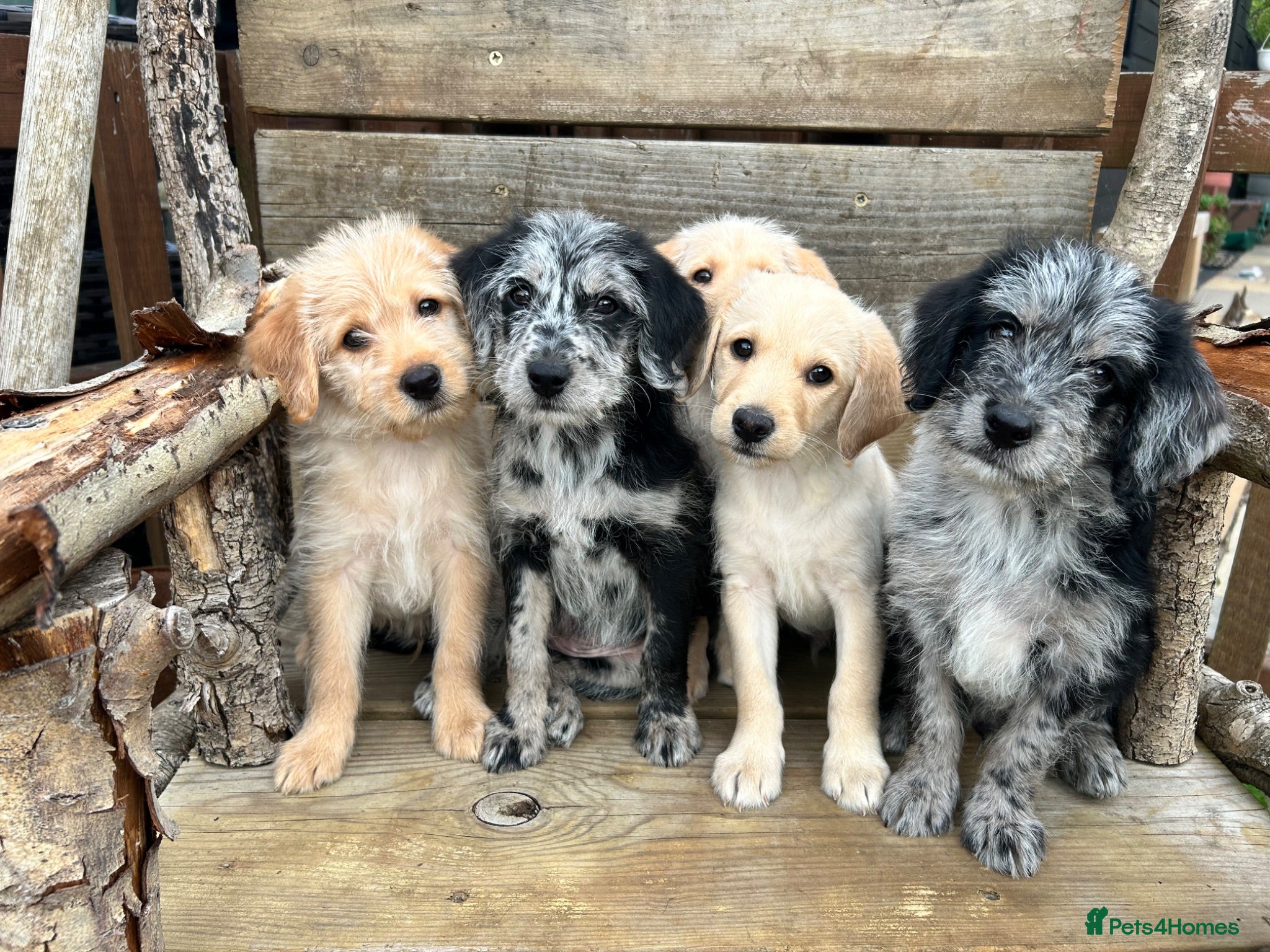 Labradoodle dogs Toy Labradoodle Puppies - Ready Now!  - Advert 5