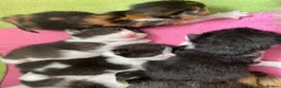 Persian cats for sale: Persian Dollface x BSH in Beaworthy - Advert 11