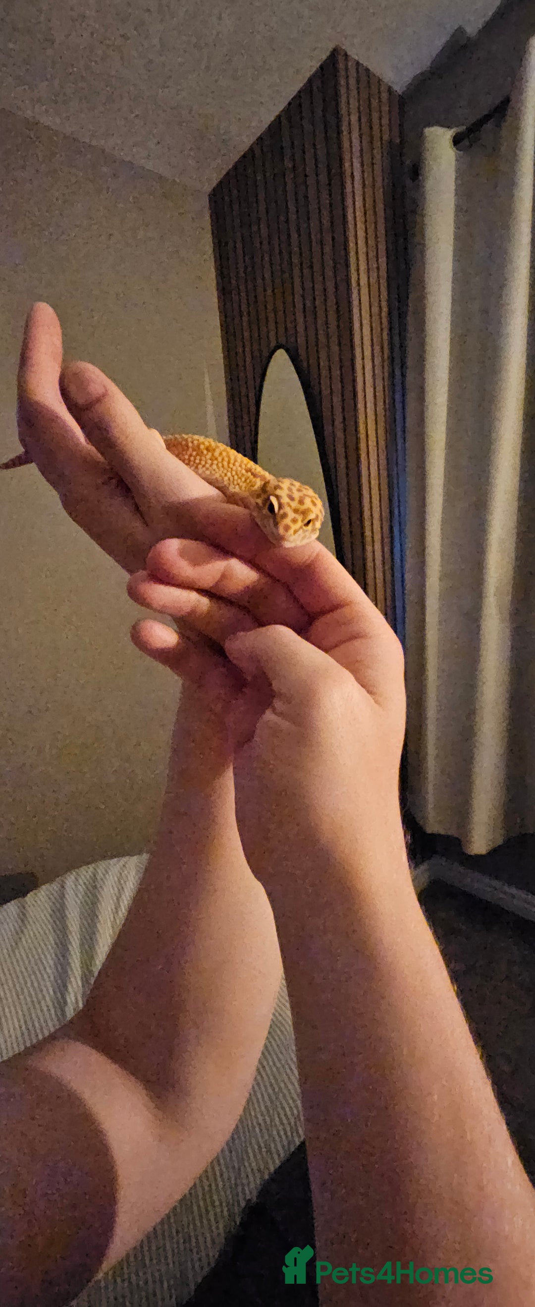 Gecko reptiles for sale: Male Leopard Gecko *Pending* - Image 3