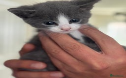 Mixed Breed cats for sale: Kittens for sale  - Image 3