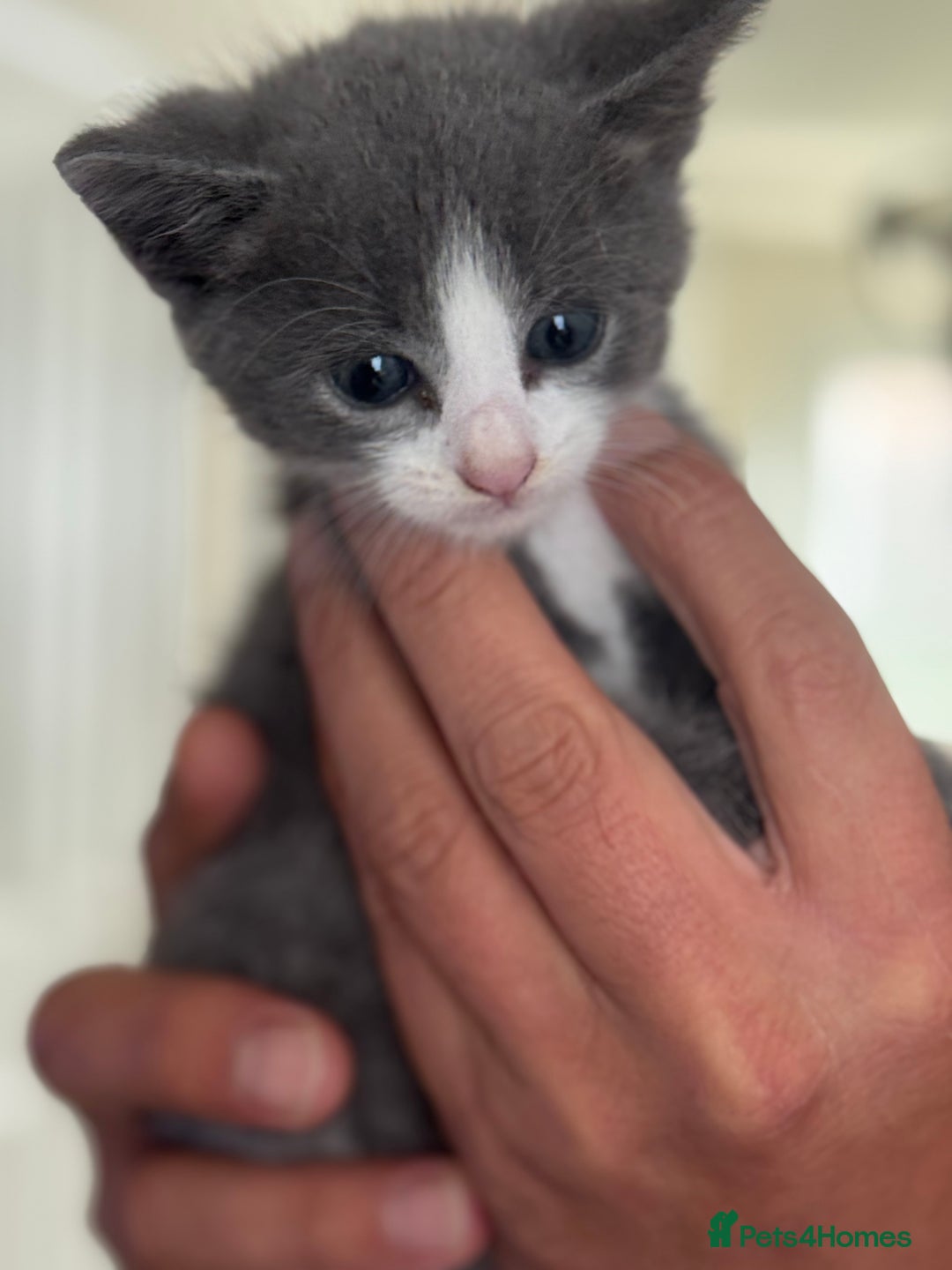 Mixed Breed cats for sale: Kittens for sale  - Image 3