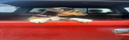 Huntaway dogs for sale: Beautiful Huntaway X Collie Pups - Advert 9
