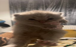 British Shorthair cats for sale: British Shorthair Kittens 🐾💜 - Image 3