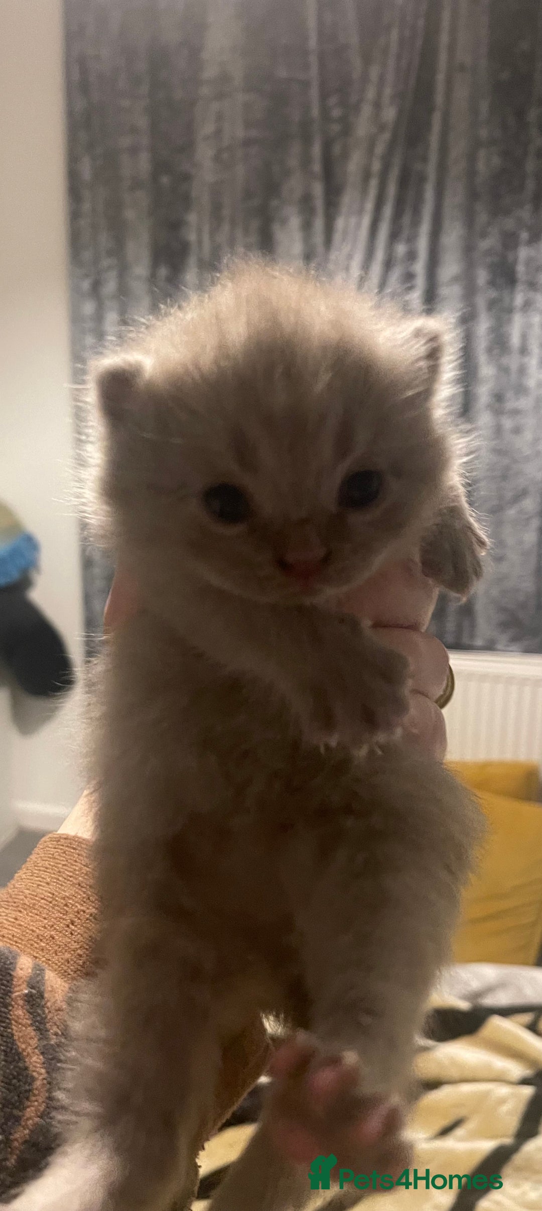 British Shorthair cats for sale: British Shorthair Kittens 🐾💜 - Image 3