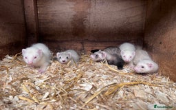 Ferret rodents for sale: Male ferrets born may 25 - Image 7