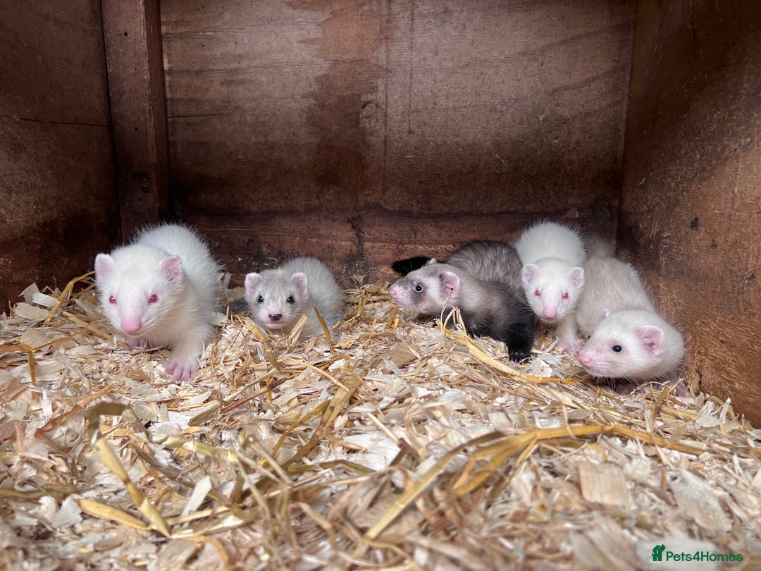 Ferret rodents for sale: Male ferrets born may 25 - Image 7