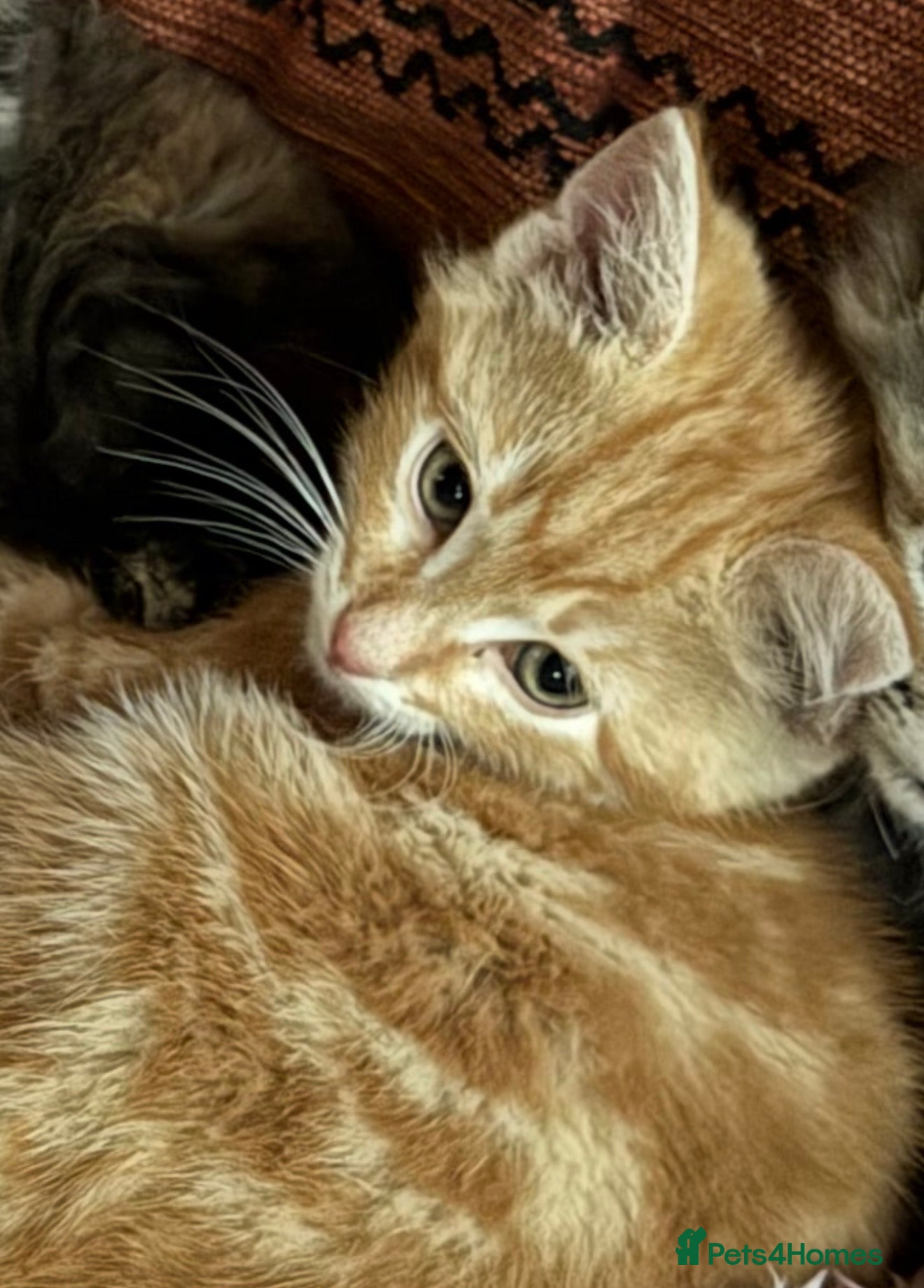 Mixed Breed cats for sale: Beautiful fluffy kittens  - Advert 2