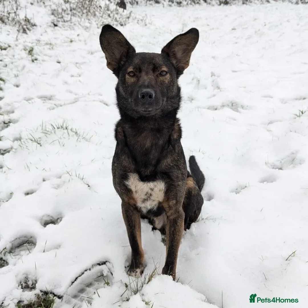 Mixed Breed dogs for adoption: Maro  in Birmingham - Advert 2