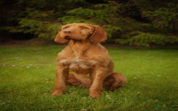 Hungarian Vizsla dogs for stud: Hungarian Wirehaired vizsla stud  in Inverness - Image 10