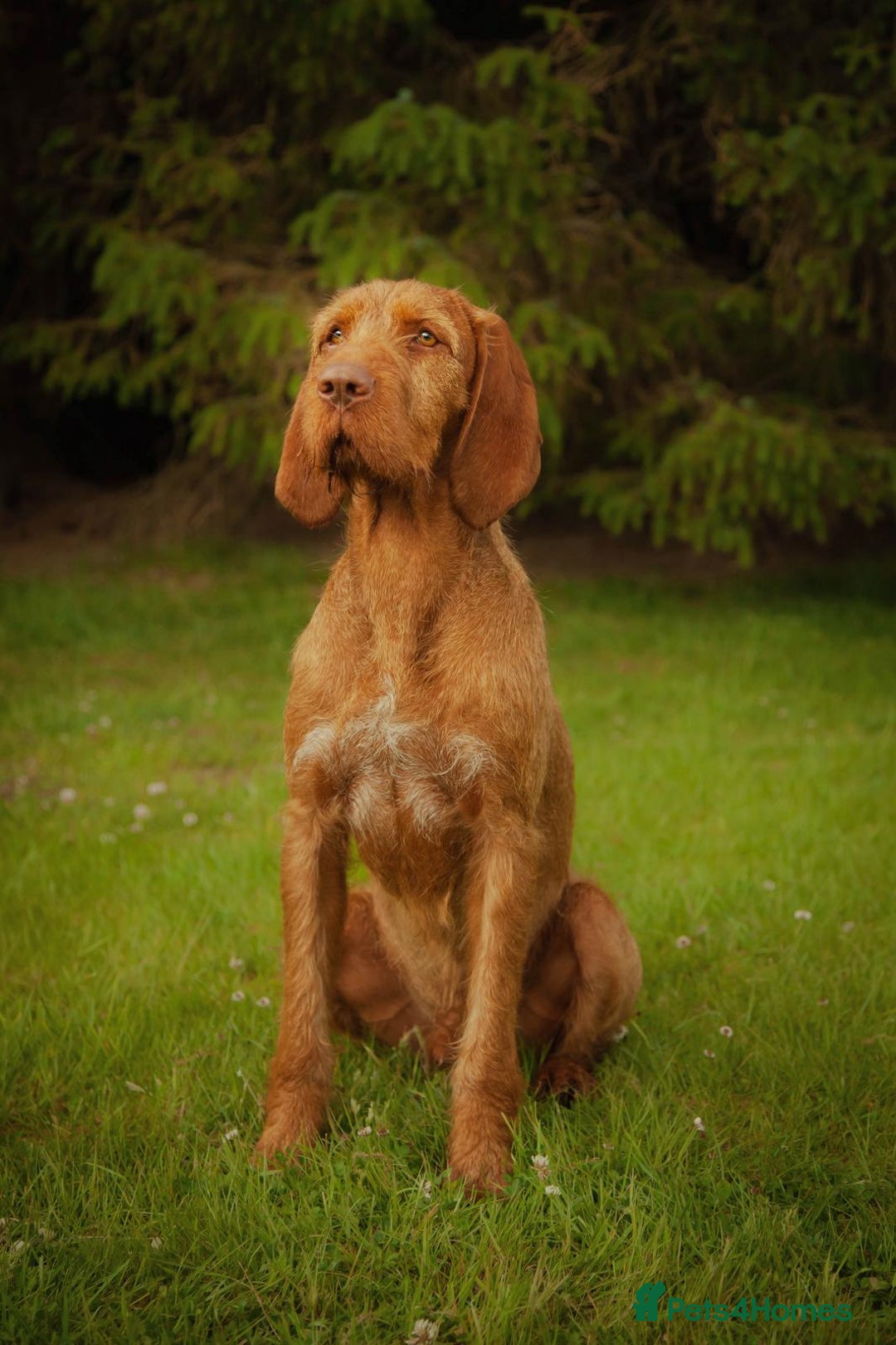 Hungarian Vizsla dogs for stud: Hungarian Wirehaired vizsla stud  in Inverness - Image 10