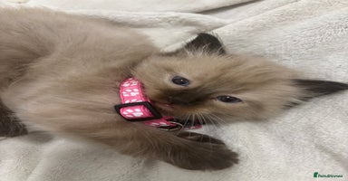 Ragdoll cats - Advert 1