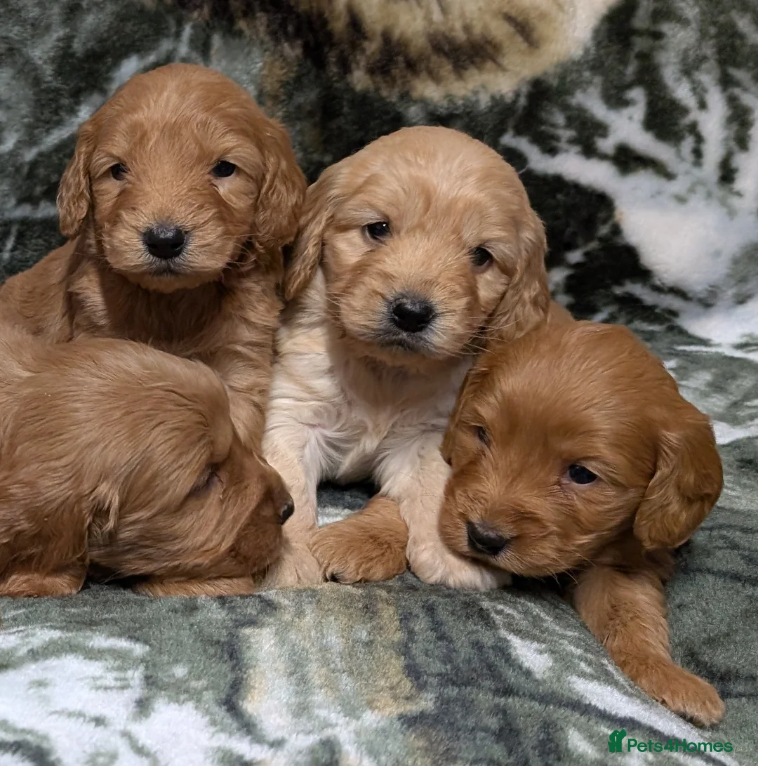 Cockapoo dogs for sale: Quality F1 Cockapoo puppies, Health tested parents - Advert 2