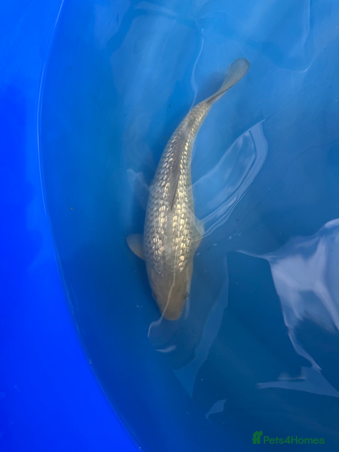 Koi Carp fish for sale: Koi fish  - Image 3
