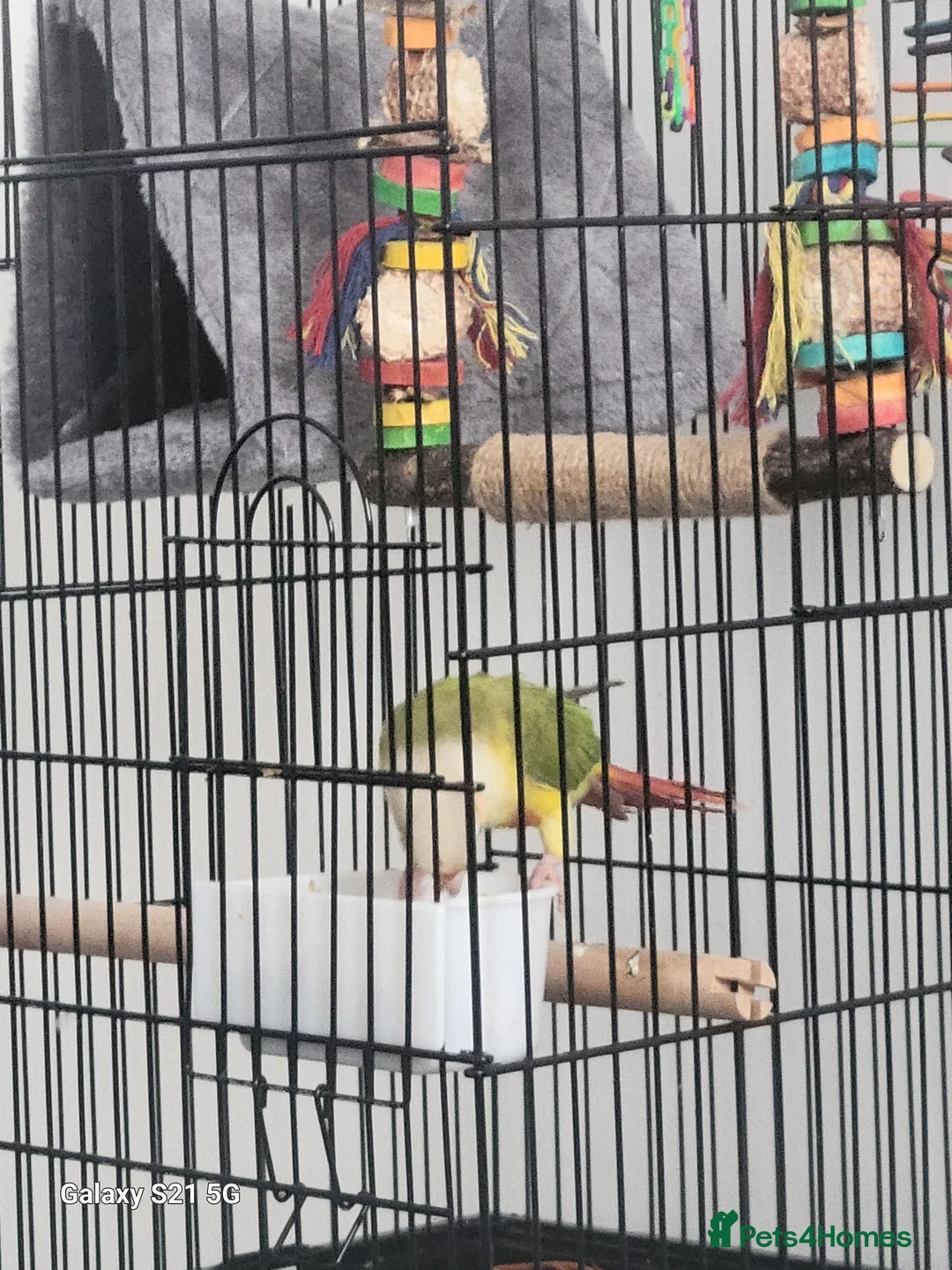 Conures birds for sale: Pyrrhura Moline pineapple  - Advert 5