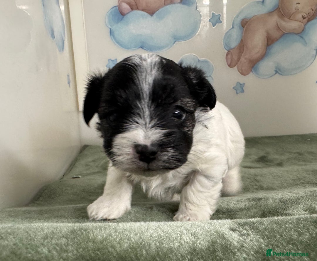 Mixed Breed dogs for sale: Tiny Terrier mix puppies  - Advert 5