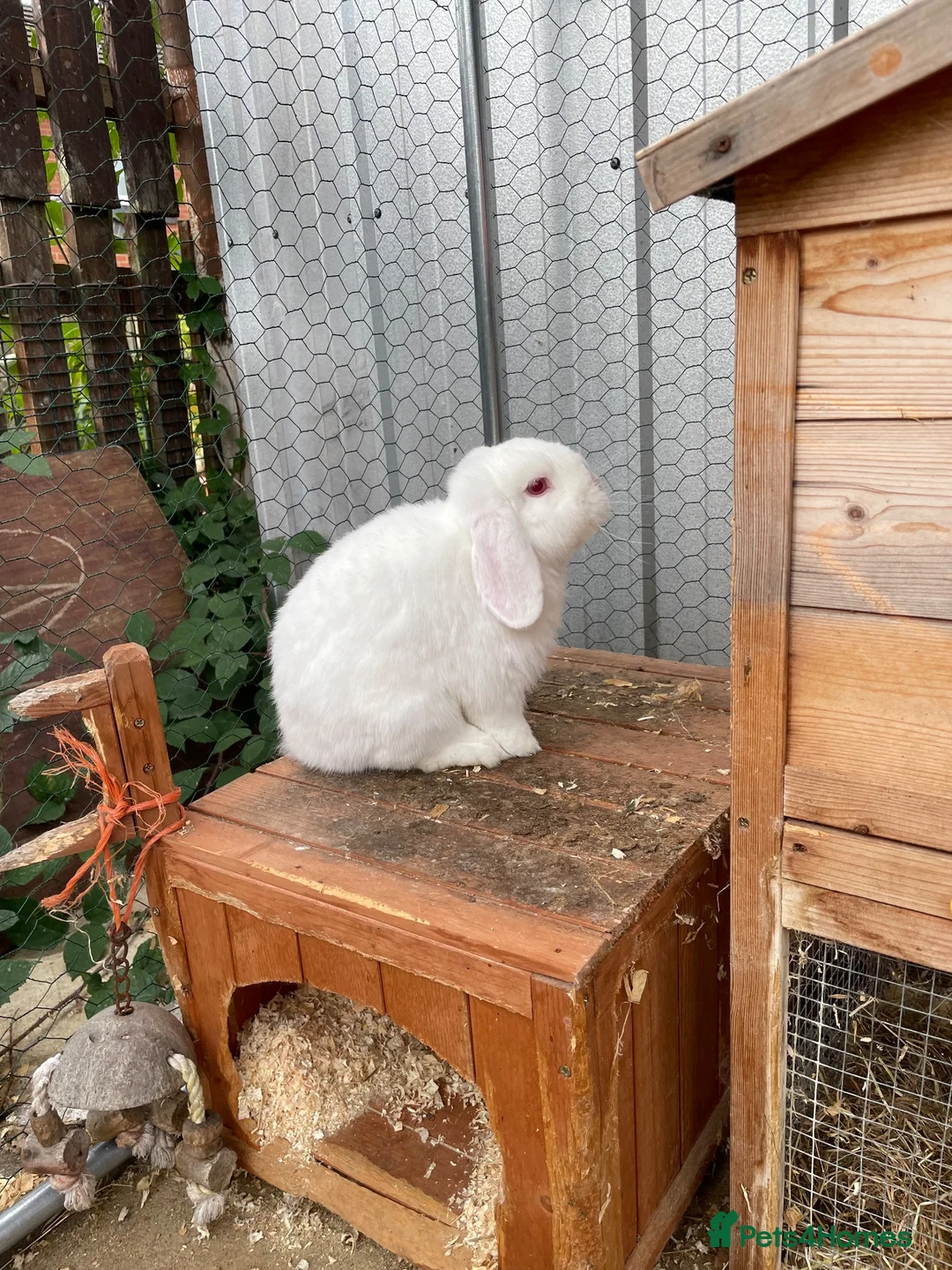 Dwarf Lop rabbits for sale: 3 Rabbits  in Leeds - Advert 11