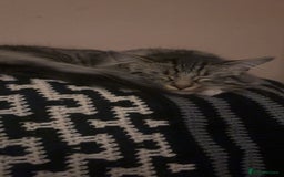 Mixed Breed cats for sale: Tabby long haired female mixed breed cat - Image 9