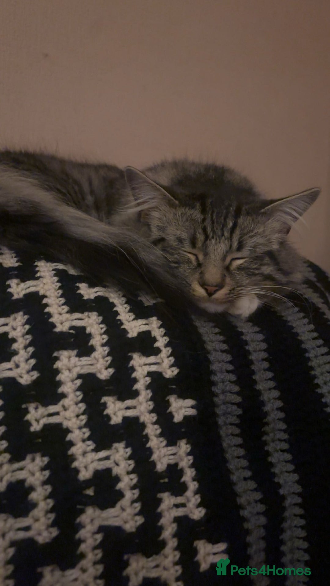 Mixed Breed cats for sale: Tabby long haired female mixed breed cat - Image 9