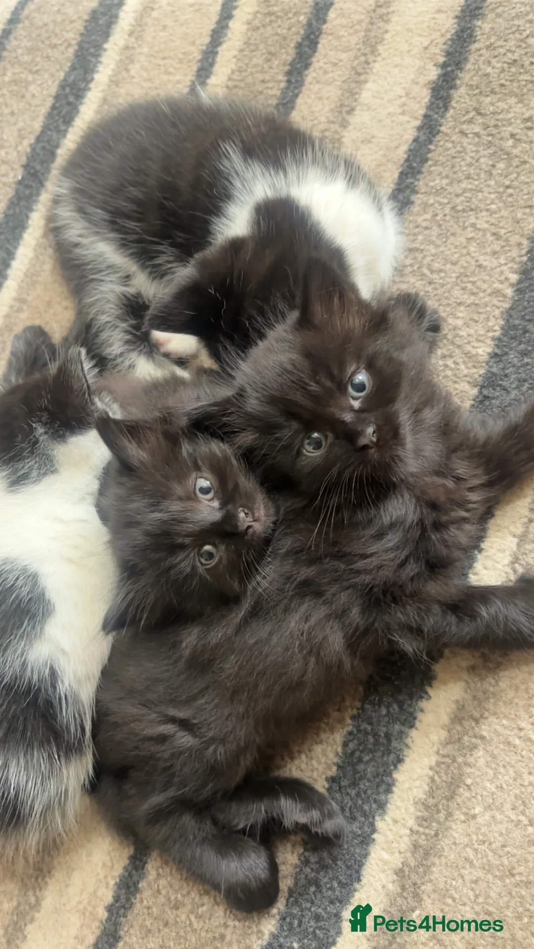 Mixed Breed cats for sale: RAGDOLL CROSS KITTENS  in Manchester - Advert 2