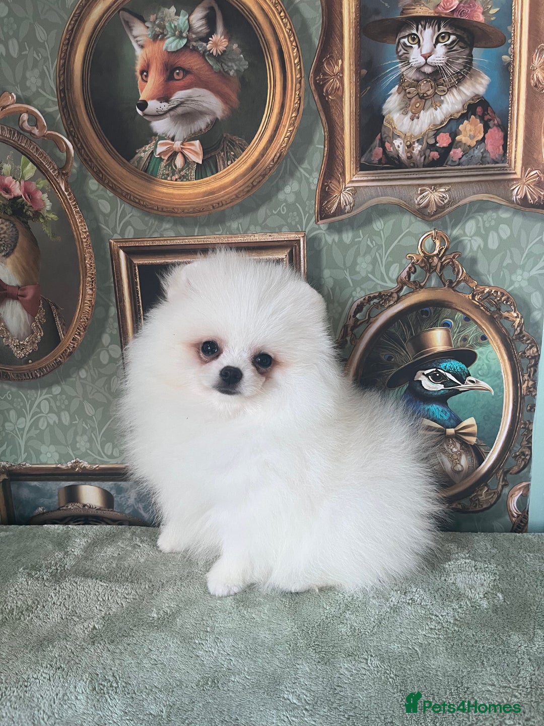 Pomeranian dogs for sale: Quality Pom puppies from Five Star Breeder  - Image 8