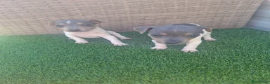 Jack Russell 2