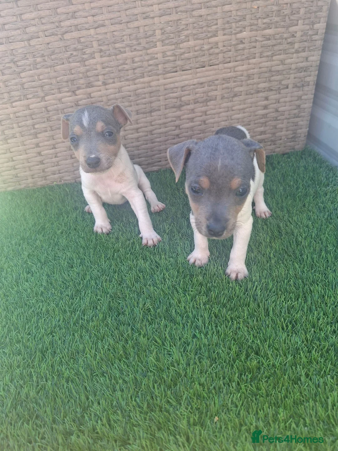 Jack Russell dogs for sale: Blue tri jack russell puppies - Advert 10