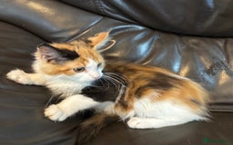 Maine Coon cats for sale: Mainecoon cross kitrens - Image 5