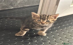 Mixed Breed cats for sale: 3 beautiful kittens for sale !! - Image 5