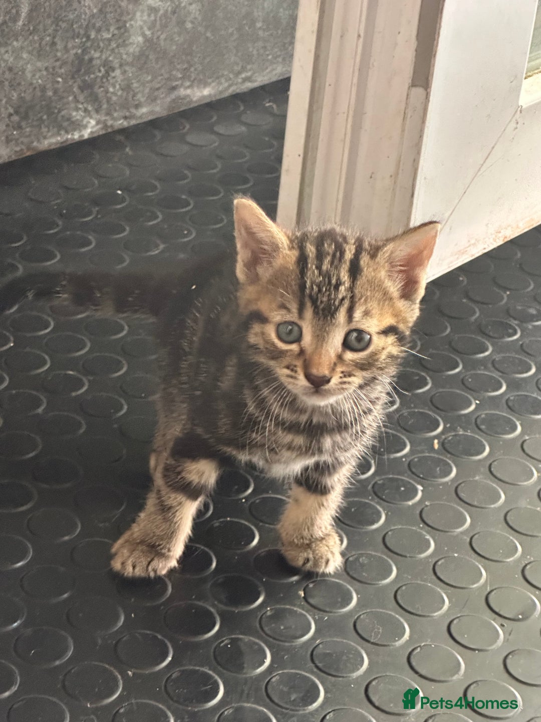 Mixed Breed cats for sale: 3 beautiful kittens for sale !! - Image 5