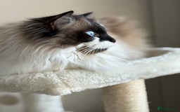 Ragdoll cats for sale: Gorgeous Female Ragdoll  - Advert 2