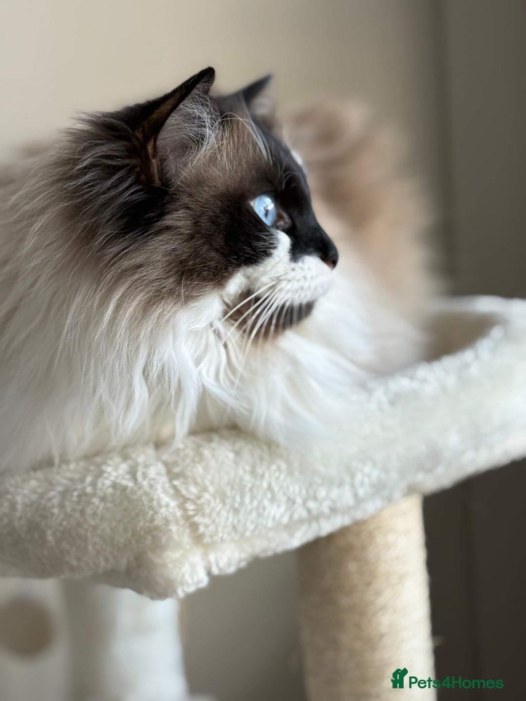 Ragdoll cats for sale: Gorgeous Female Ragdoll  - Advert 2