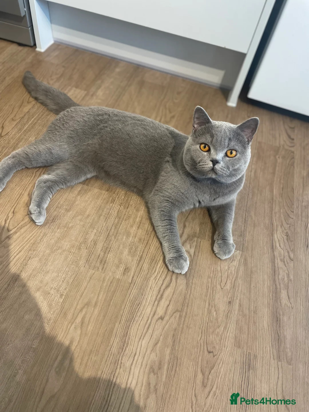 British Shorthair cats for stud: Pedigree British Shorthair Stud  - Advert 2