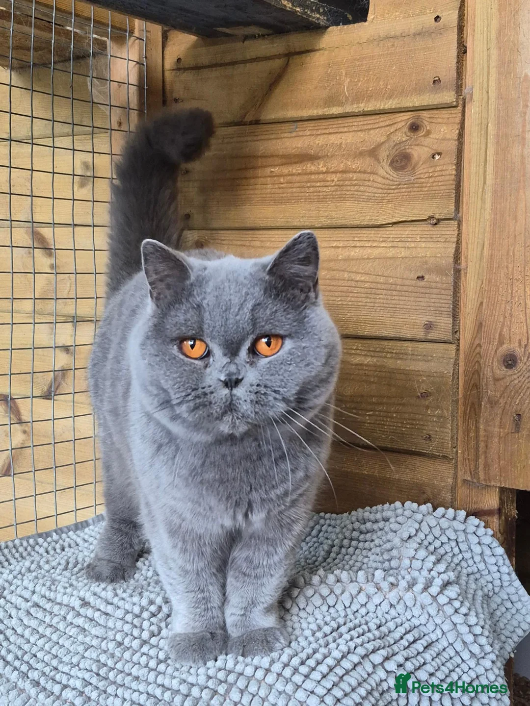 British Shorthair cats for sale: 💙Beautiful GCCF British Blue Adult Female  - Advert 1