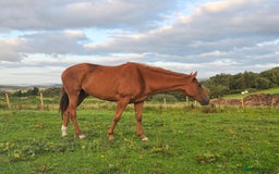 Irish Thoroughbred horses for sale: 15'1 Thoroughbred For Sale - Image 5