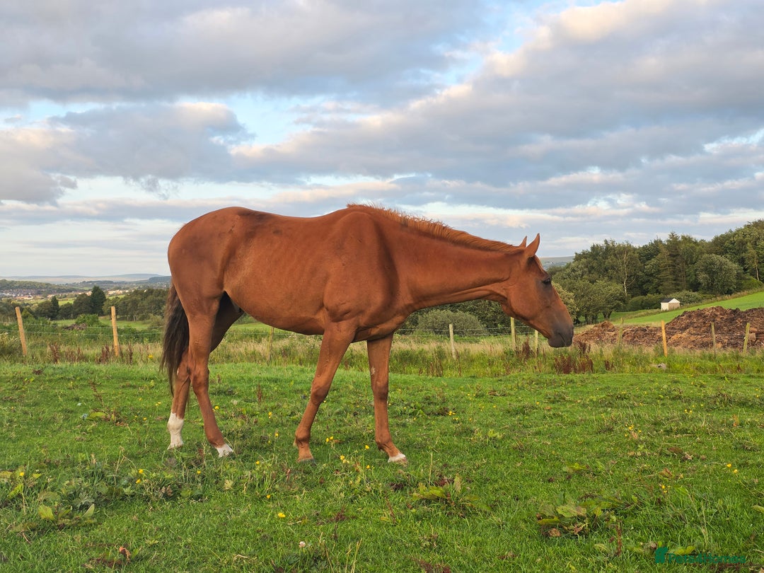 Irish Thoroughbred horses for sale: 15'1 Thoroughbred For Sale - Image 5