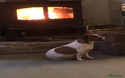 Jack Russell dogs for sale: Stunning Jack Russell Puppies - Advert 2