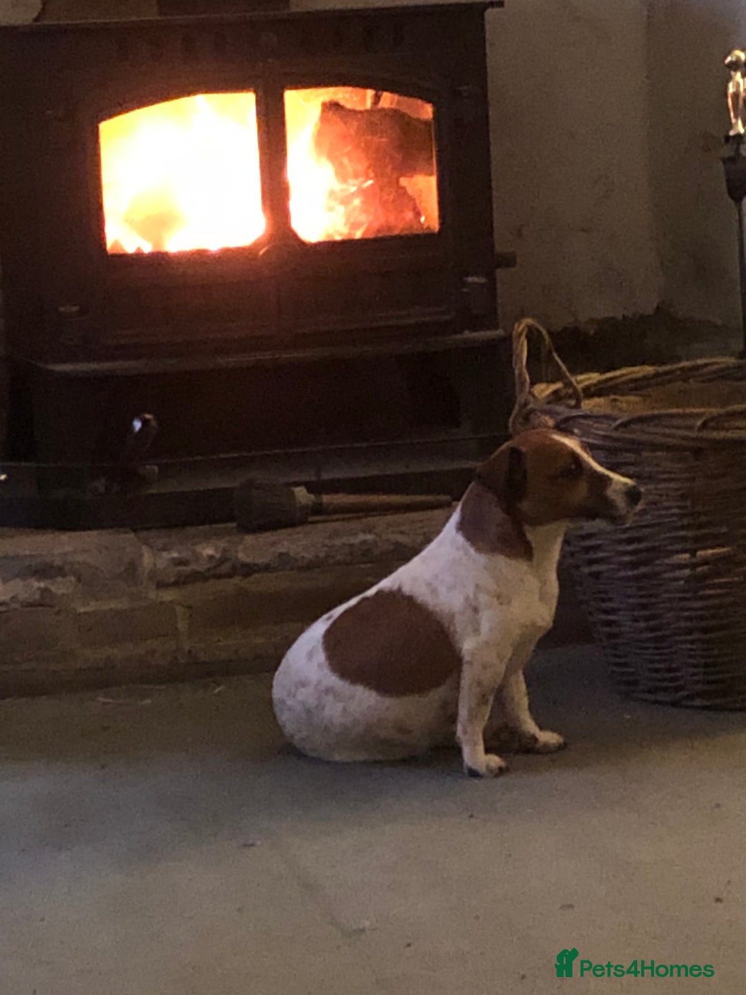 Jack Russell dogs for sale: Stunning Jack Russell Puppies - Advert 2