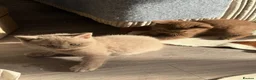 British Shorthair cats for sale: Male British Shorthair kittens - Advert 6