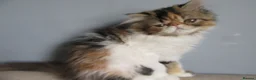 Persian cats for sale: Pedigree Persian female kitten - Advert 5