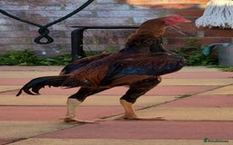 Chickens poultry for sale: Shamo hen  and stag - Image 1