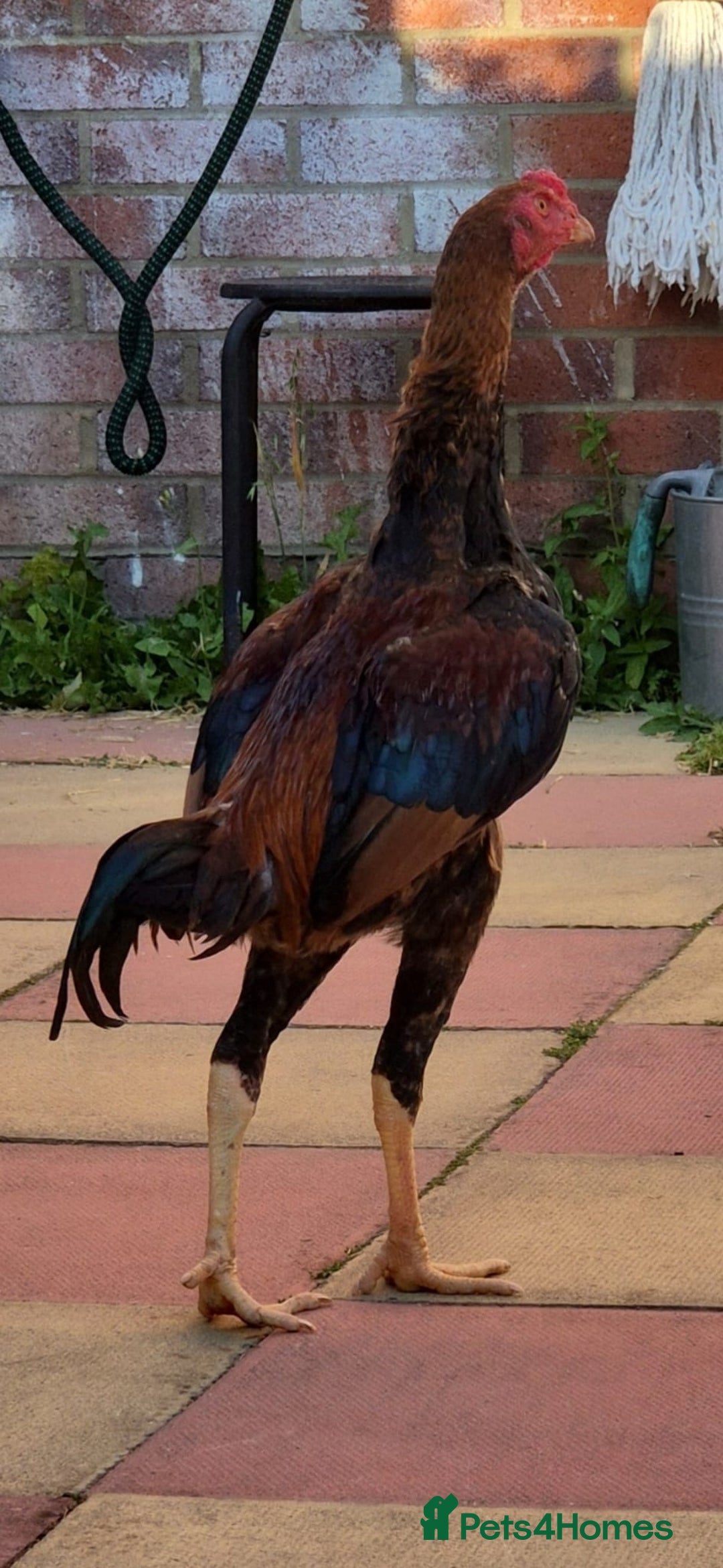 Chickens poultry for sale: Shamo hen  and stag - Image 1