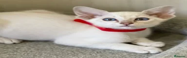 Siamese Kitten 10