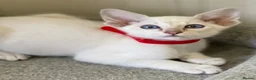 Siamese cats for sale: GCCF Registered Siamese Kittens  - Advert 21