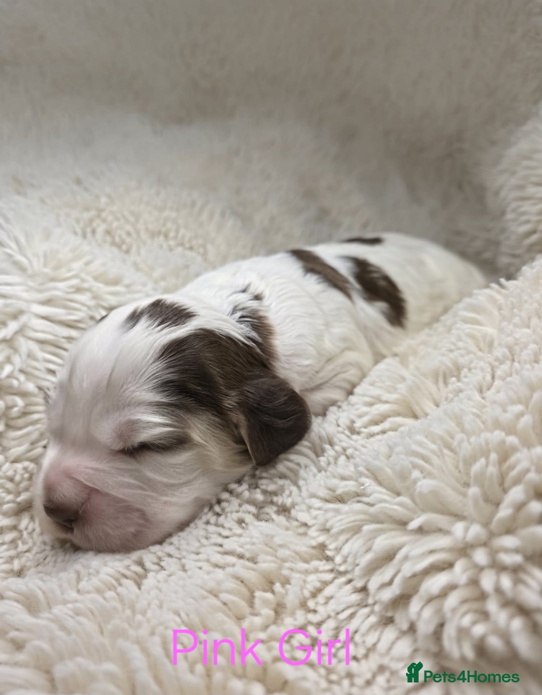 Cocker Spaniel dogs for sale: Beautiful Show Type Cocker Spaniels - Advert 11