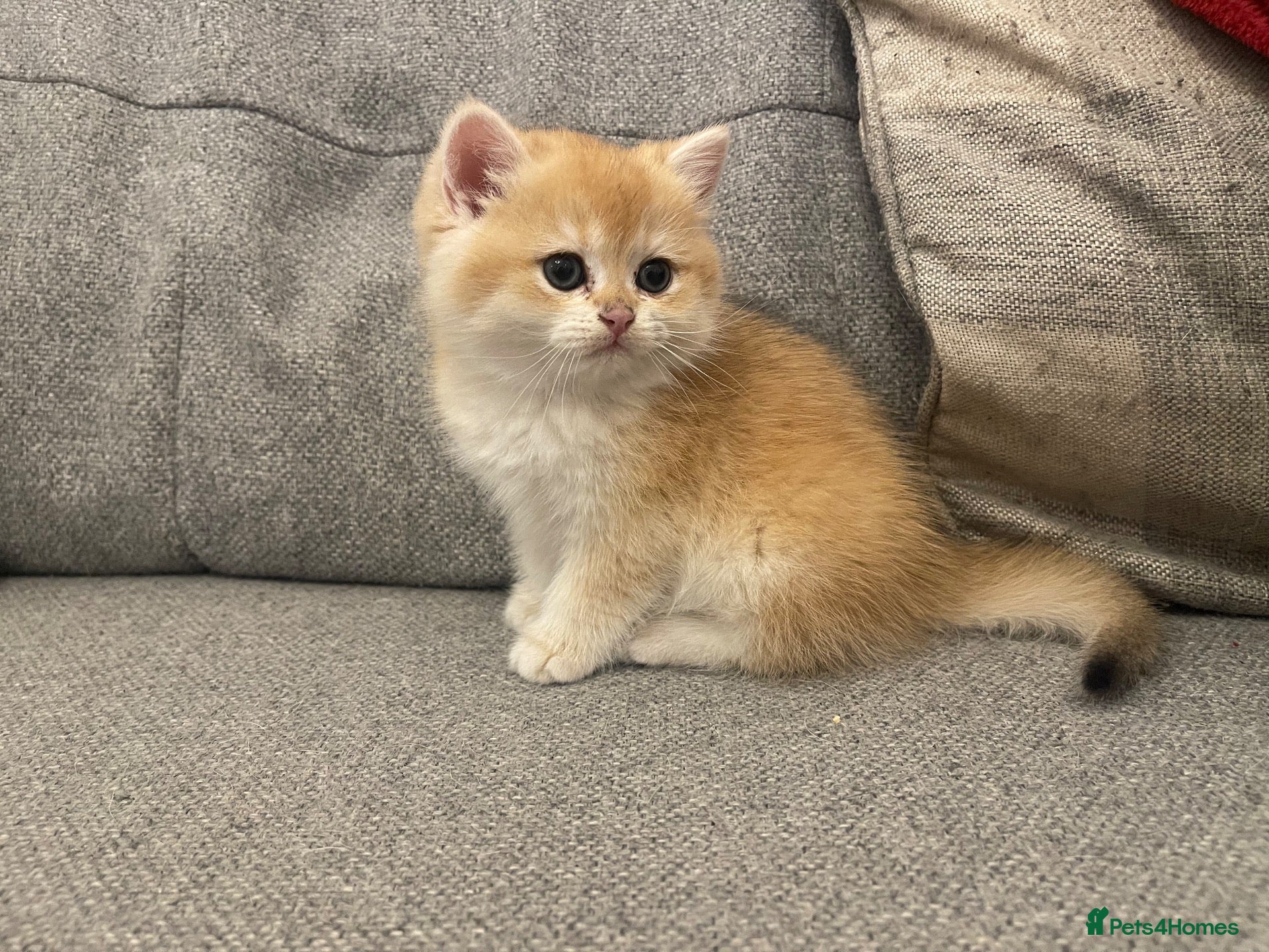 British Shorthair cats Beautiful BSH BLH NY12 Boys - Advert 1