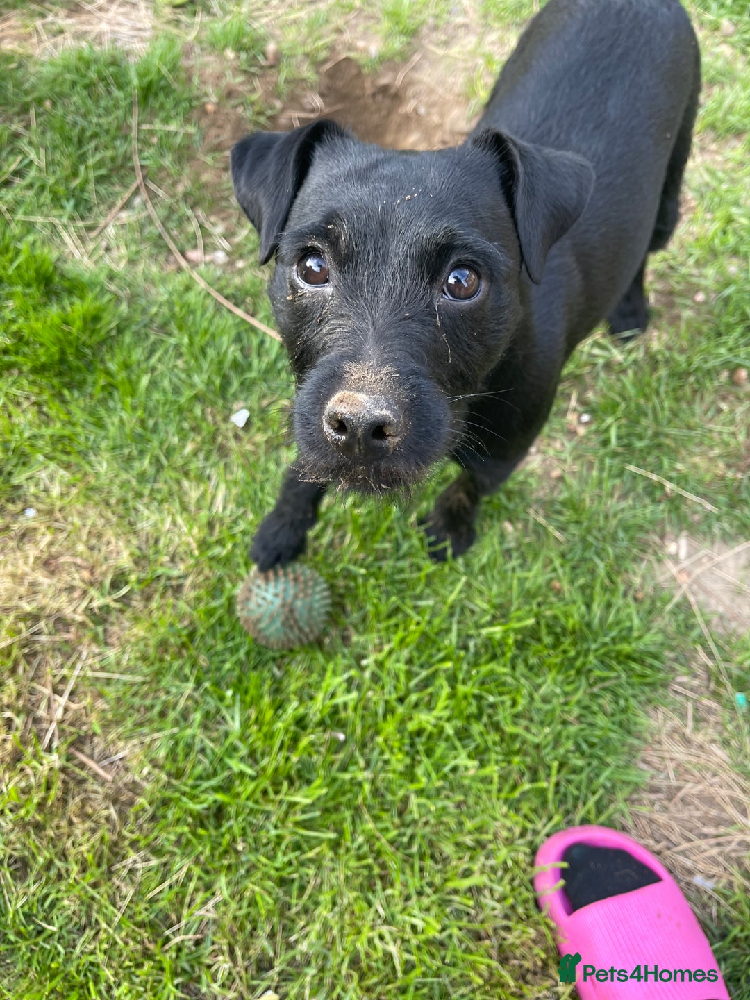 Patterdale Terrier dogs for sale: Patterdale puppies - Image 4